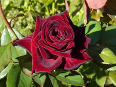ベルベットの様な薔薇