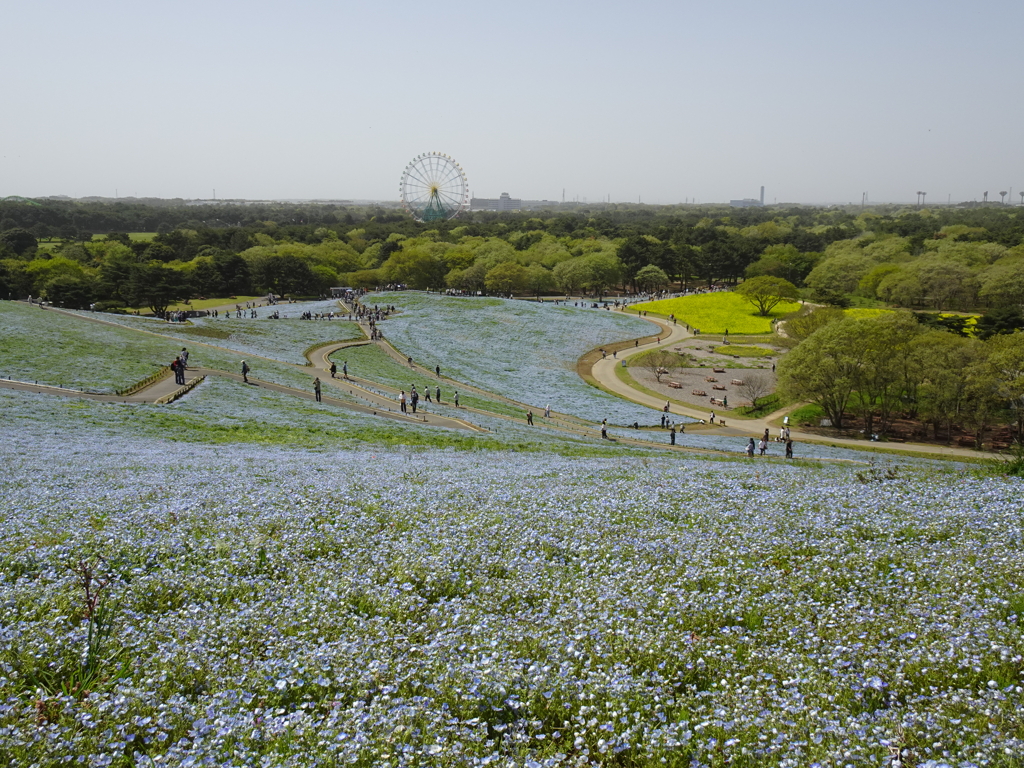 ひたちなか海浜公園【麗春】