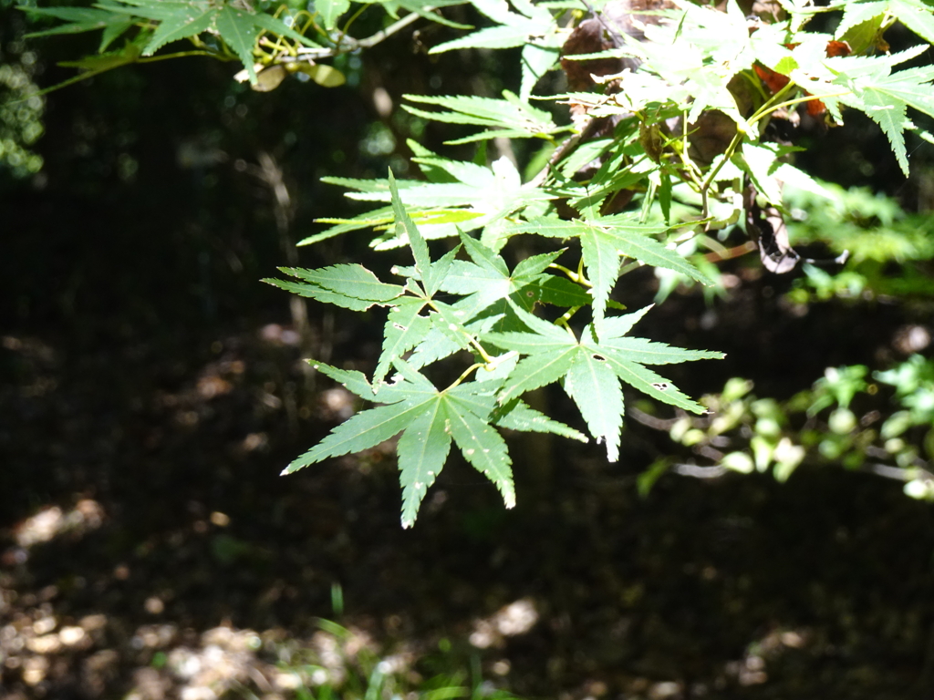 筑波実験植物園Ⅱ【秋涼】