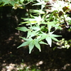 筑波実験植物園Ⅱ【秋涼】