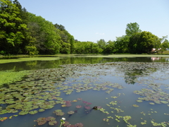 水戸市植物園【立夏】