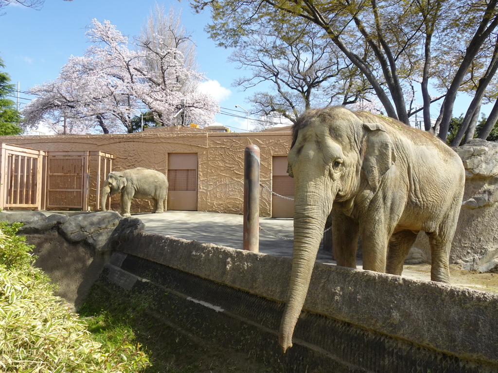 かみね動物園の桜模様