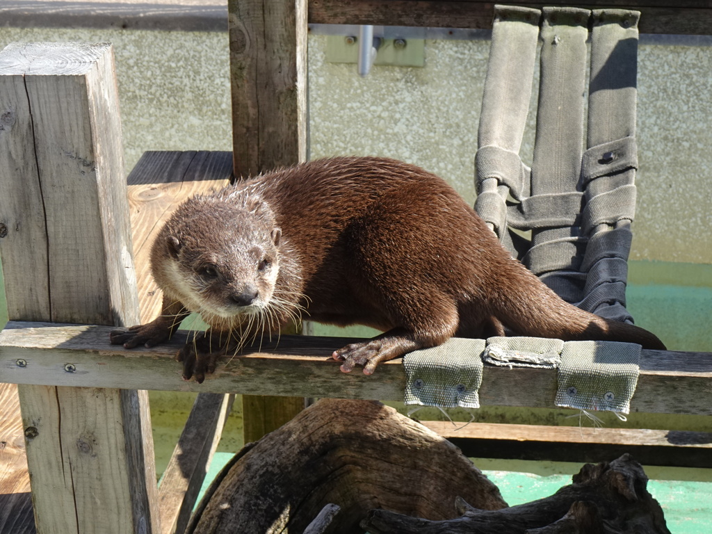 かみね動物園