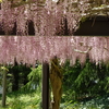 水戸市植物園【立夏】