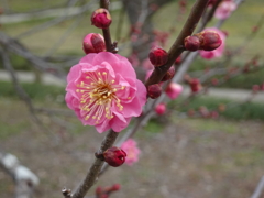 偕楽園梅まつり開催前