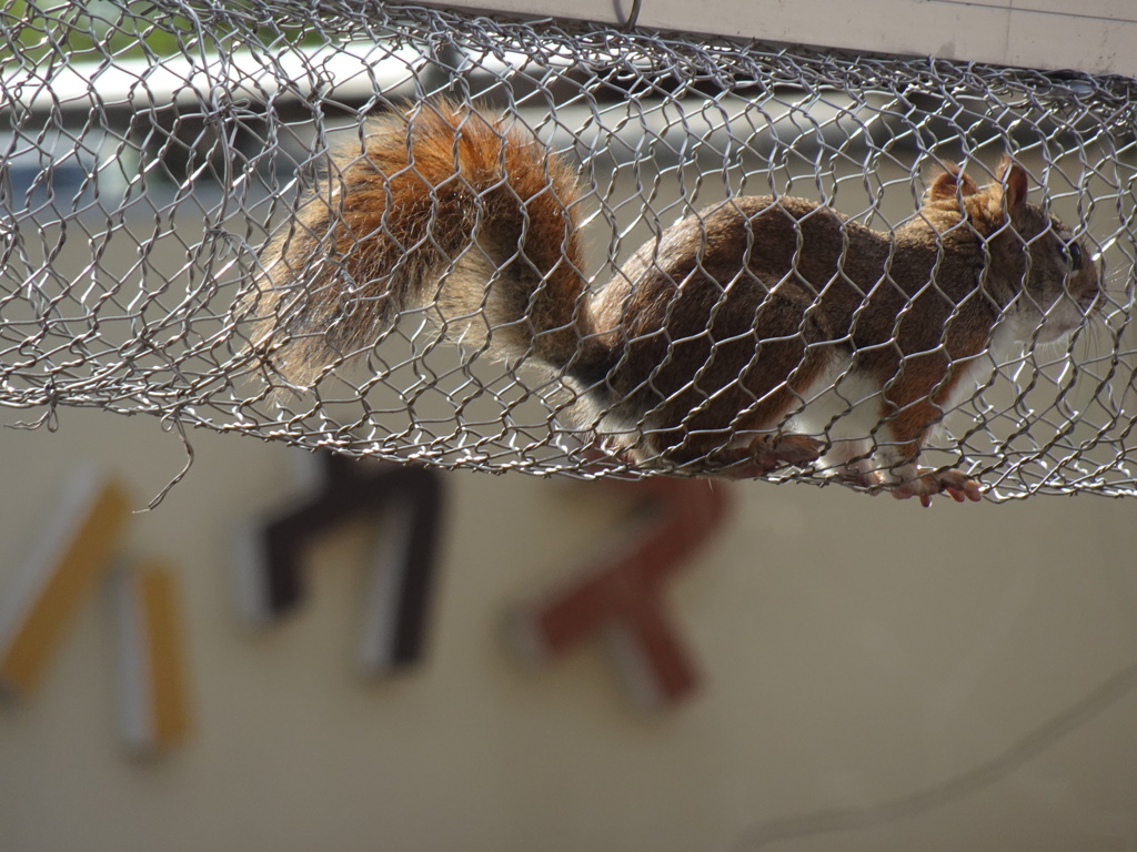 かみね動物園Ⅱ