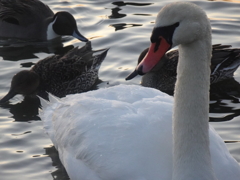 朝焼けと白鳥の里