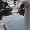 朝焼けと白鳥の里