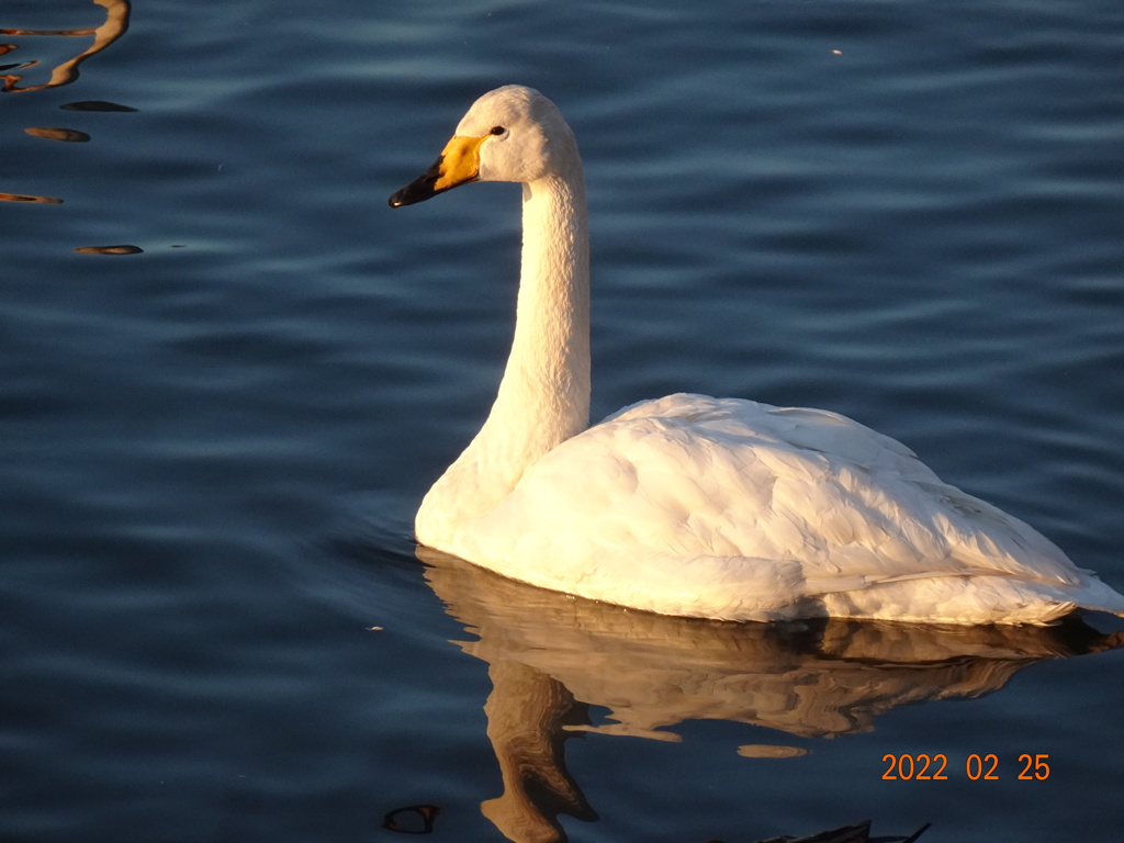 古徳沼の白鳥Ⅱ