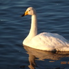 古徳沼の白鳥Ⅱ