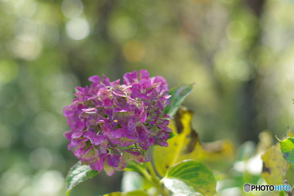 神無月の紫陽花