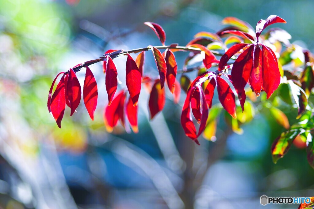 街の紅葉