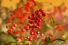 冬の赤い実