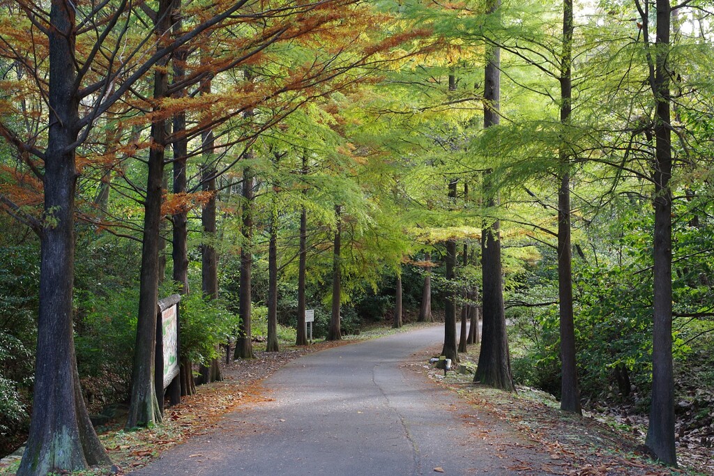 秋の散歩道