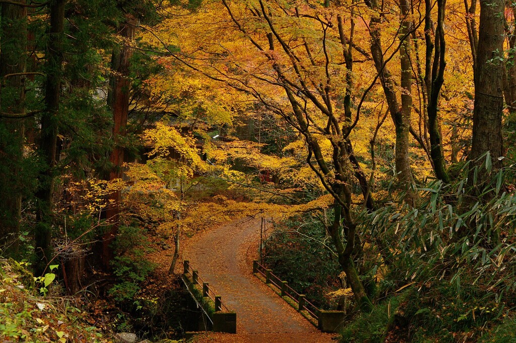 晩秋の小道