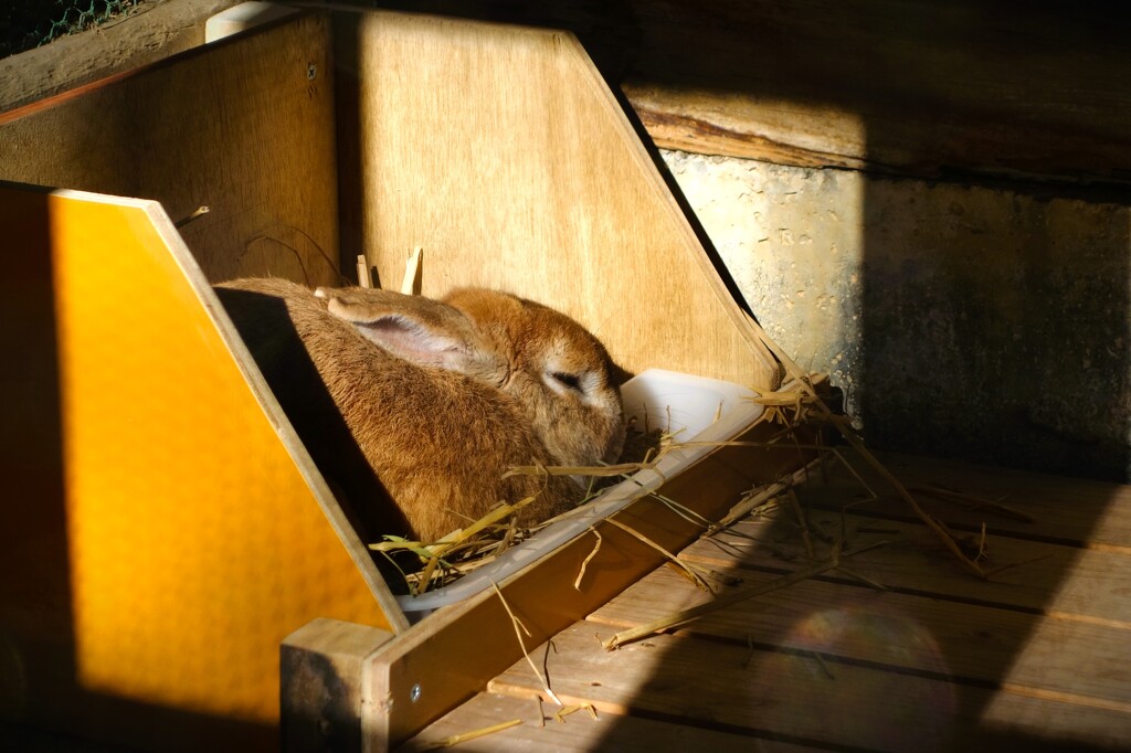 ウサギの昼寝