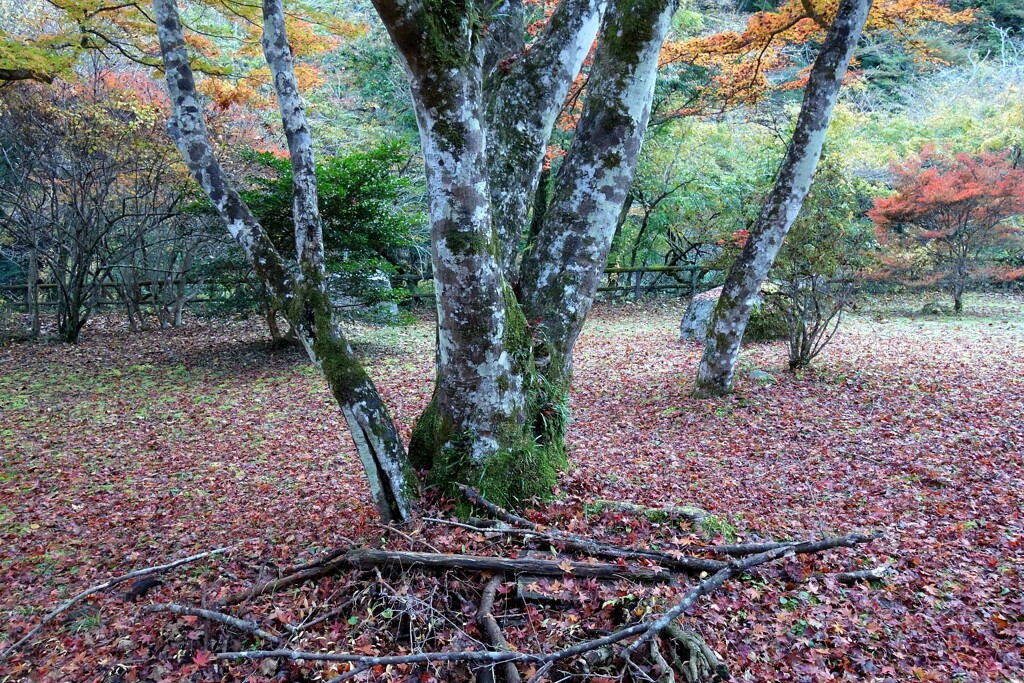秋のリズム