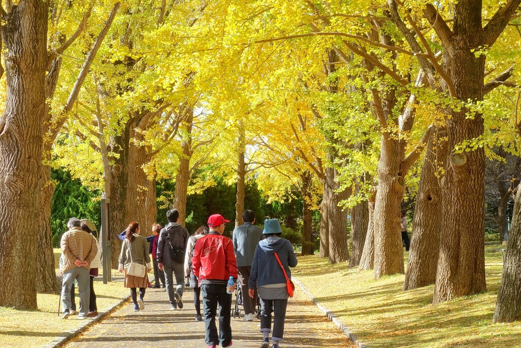 秋の散歩道