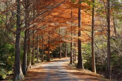 晩秋の散歩道