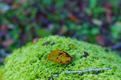 苔の絨毯