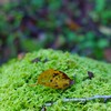 苔の絨毯
