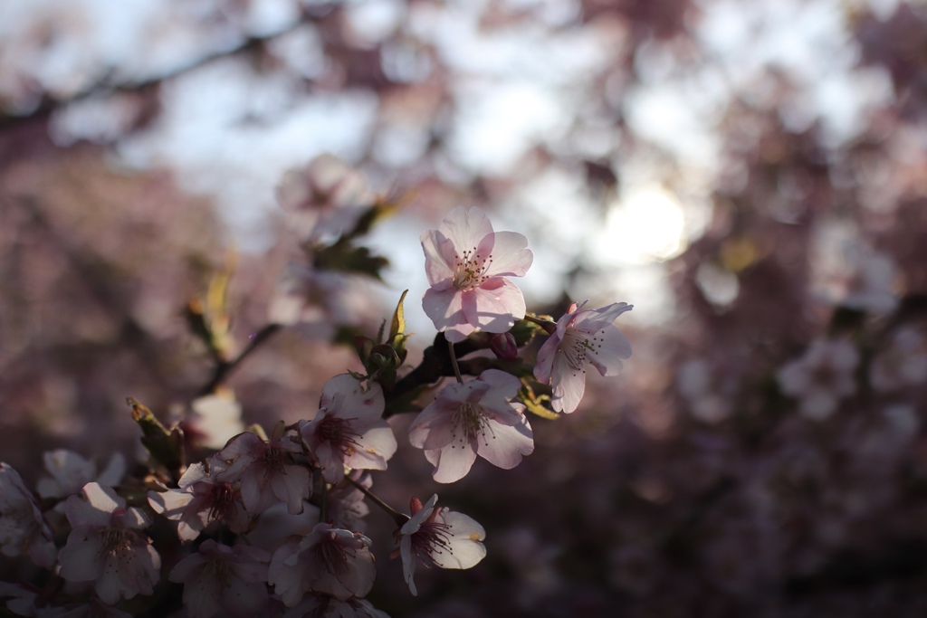 桜