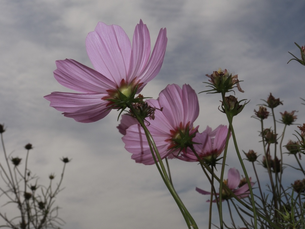 秋桜