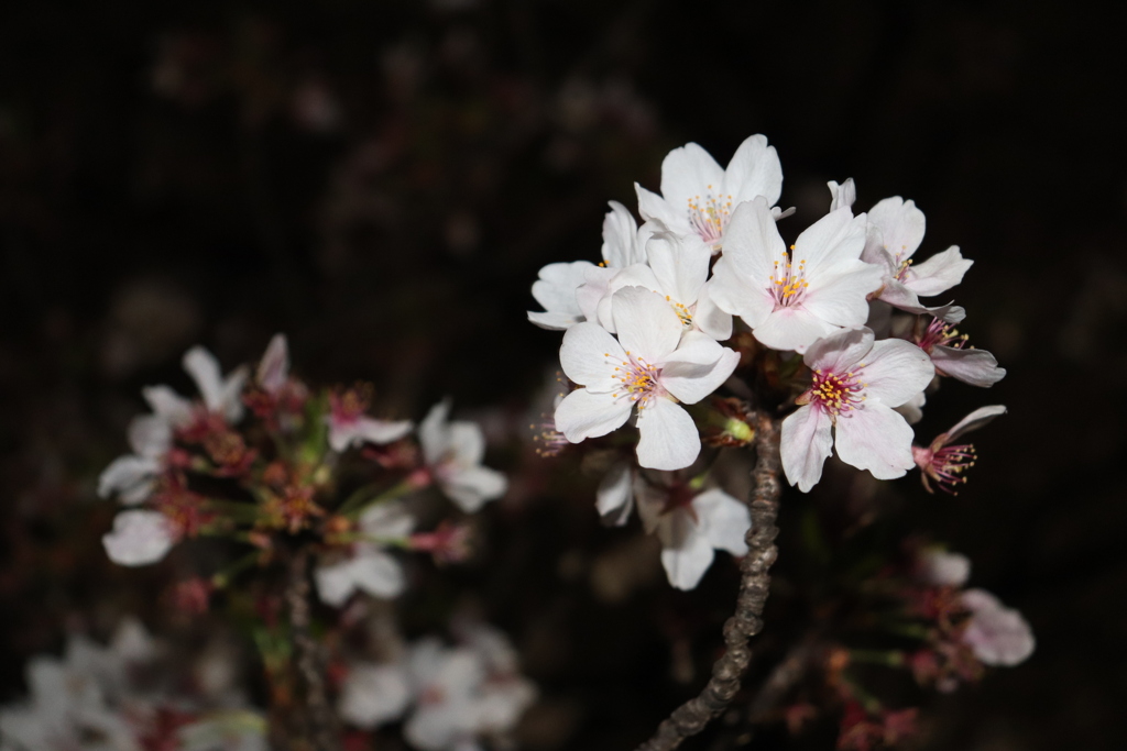 夜桜