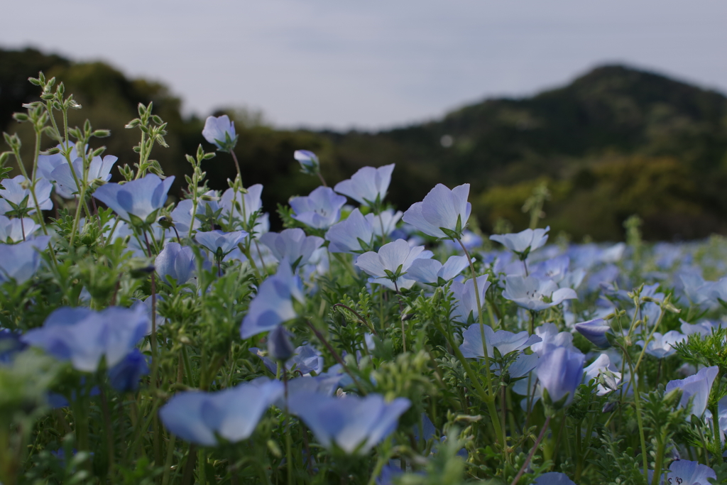 little blue flowers 