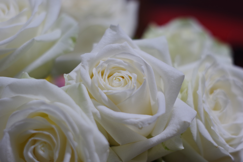 Die Weiße Rose