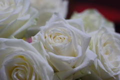Die Weiße Rose