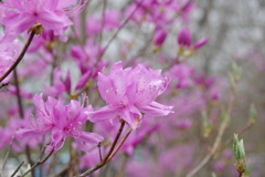 pretty in pink 