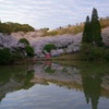 櫻
