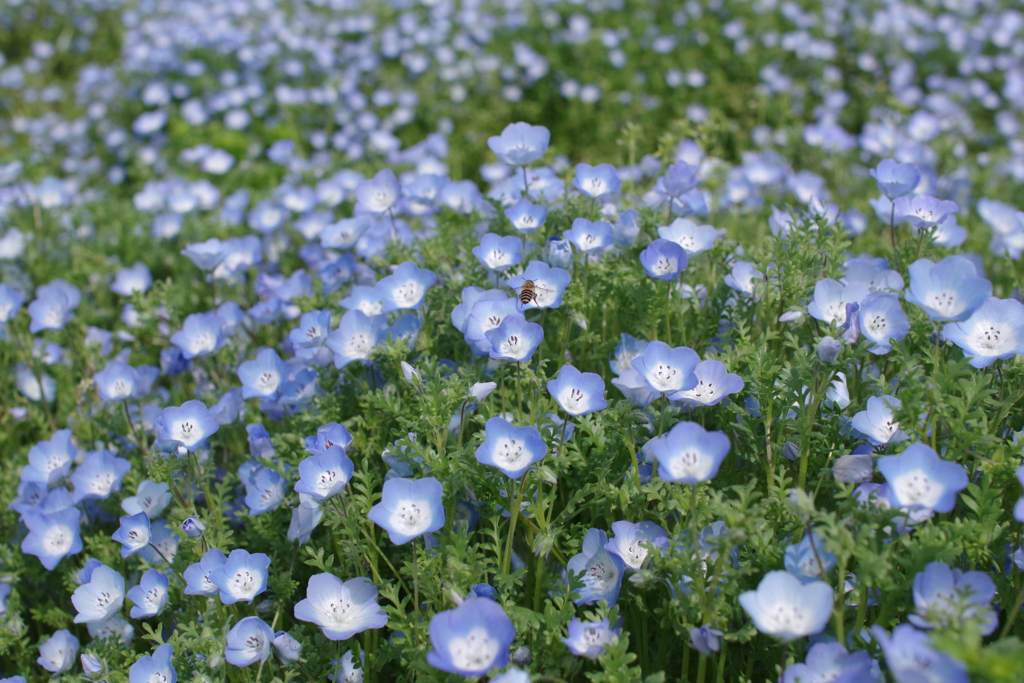 この花に決めた！