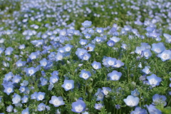 この花に決めた！