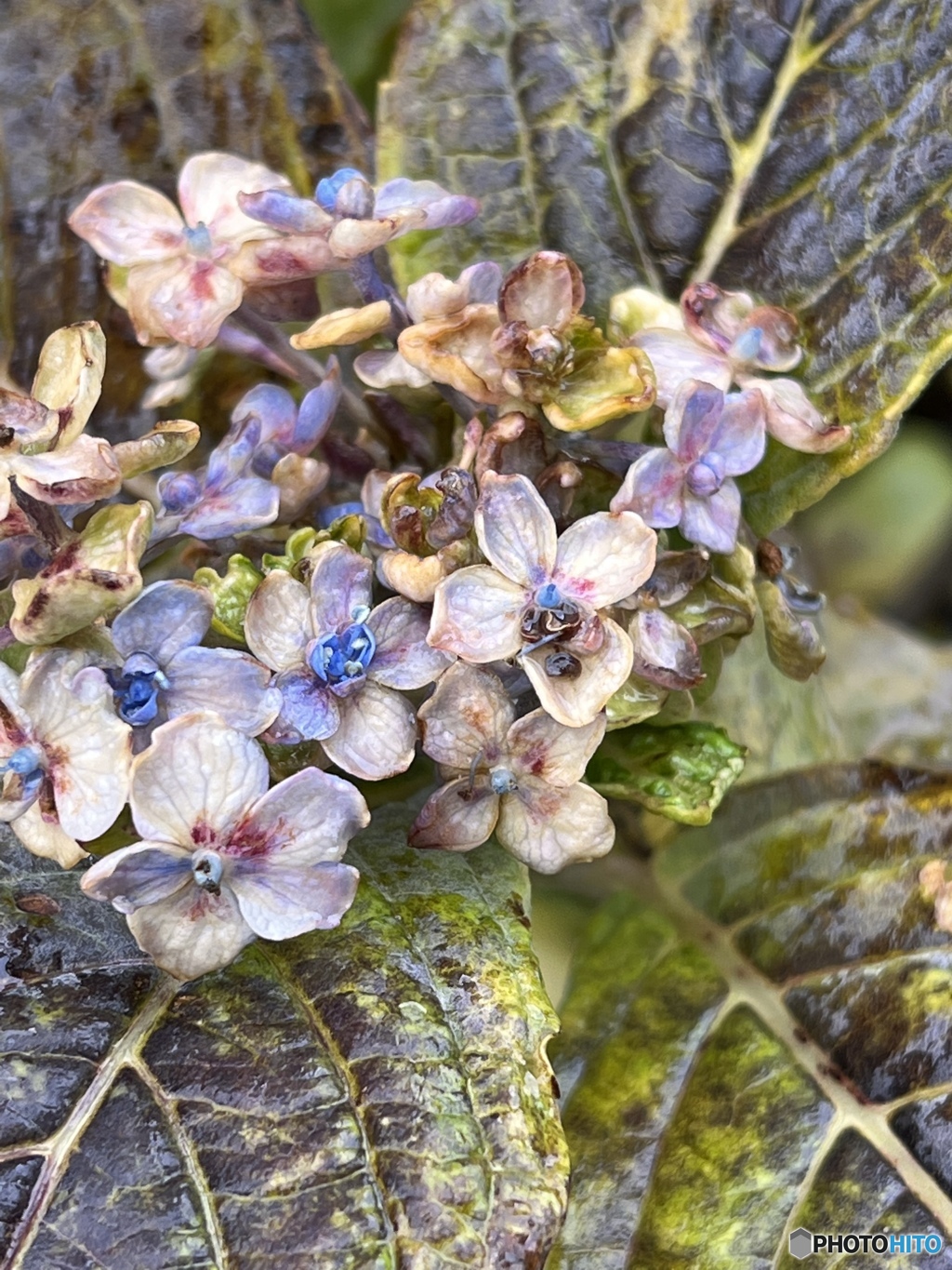冬の紫陽花