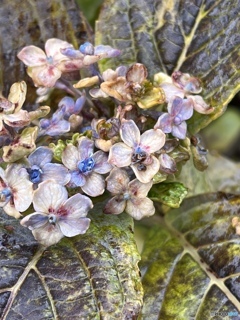 冬の紫陽花