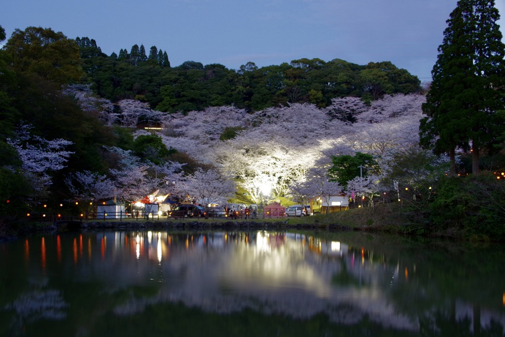 夜桜