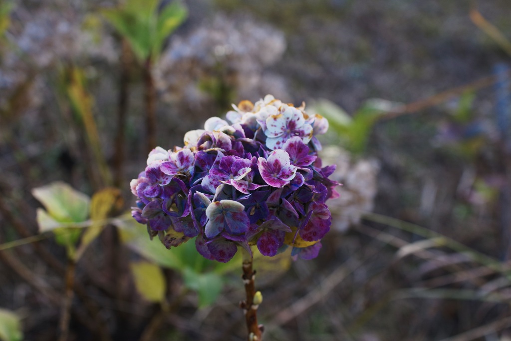 冬の紫陽花