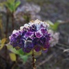 冬の紫陽花