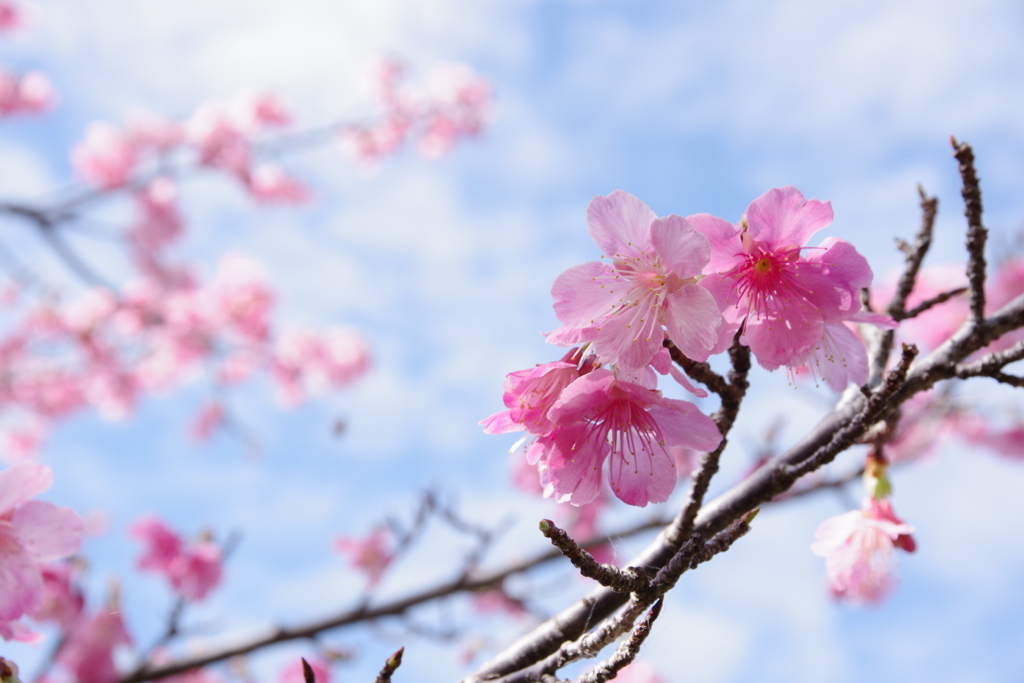 寒緋桜