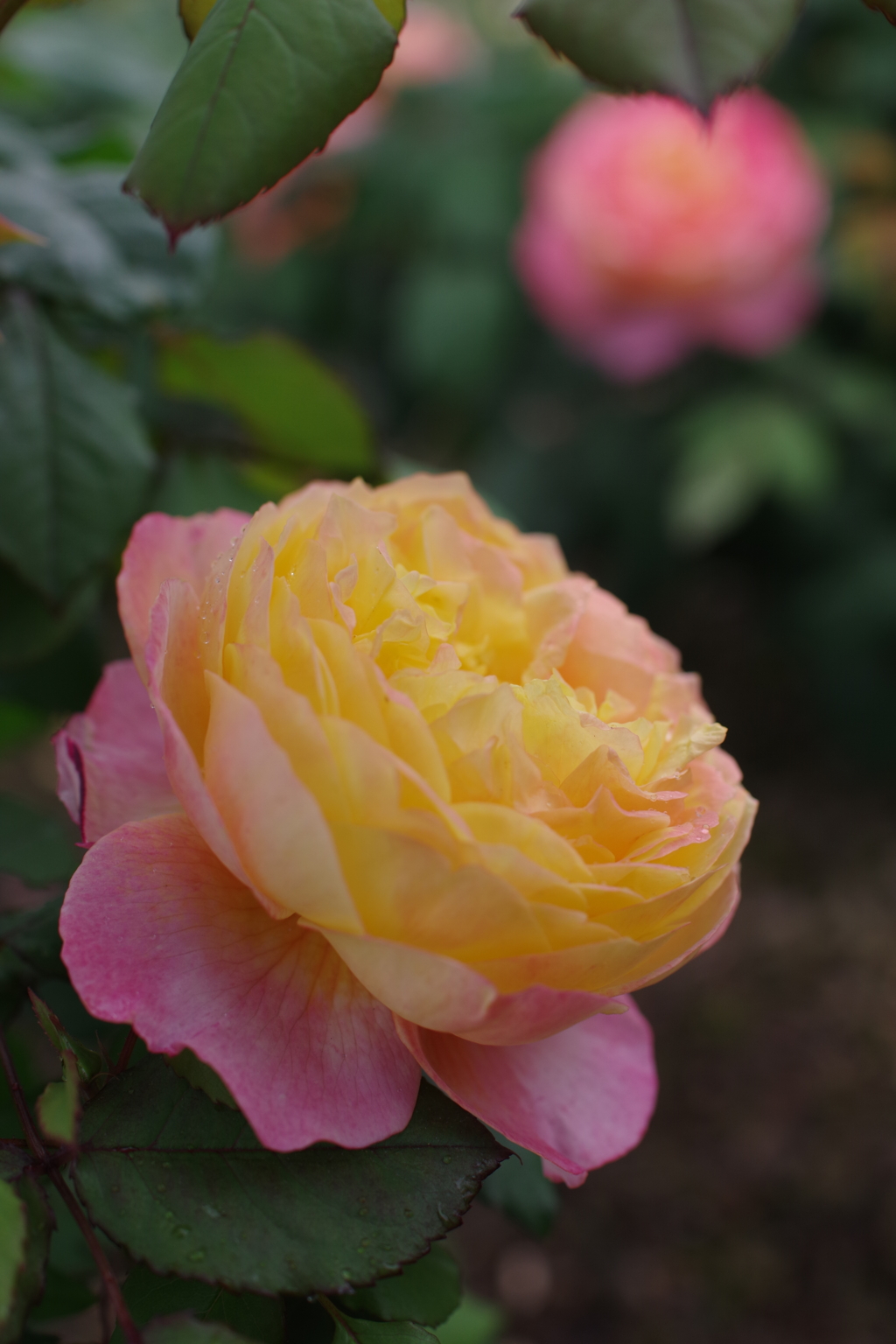 Roses 2023 spring 
