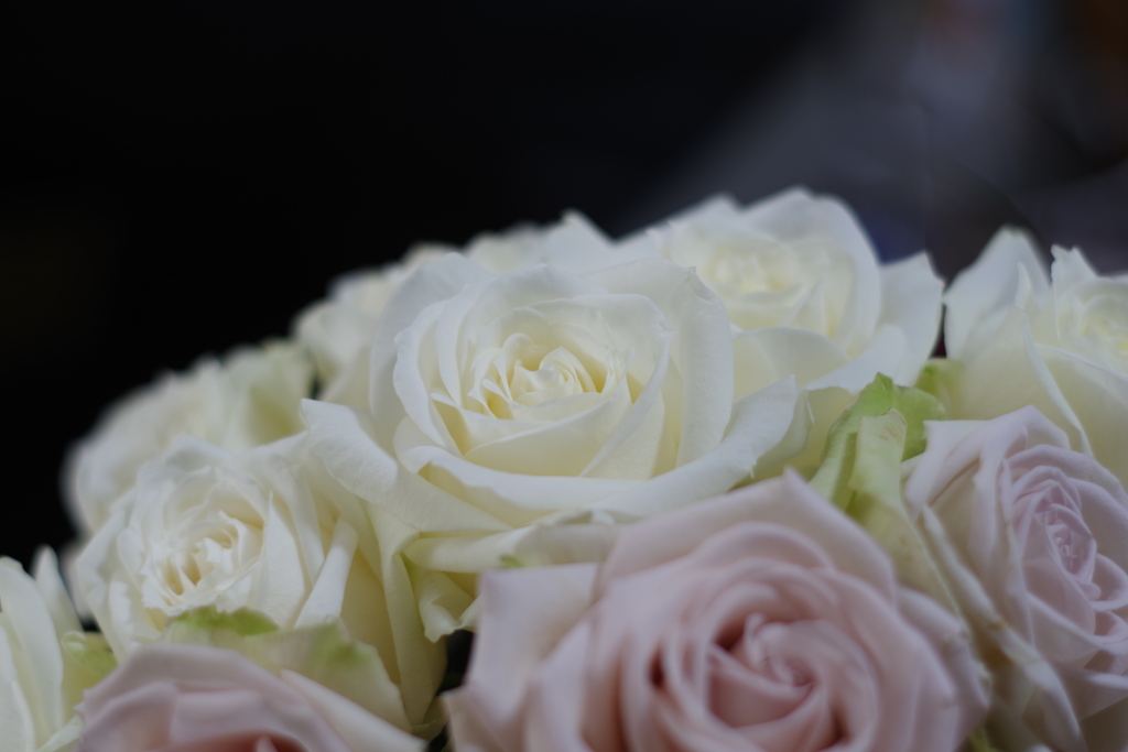 roses