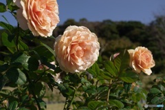秋薔薇