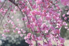 春色