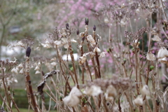 Sleeping flowers 