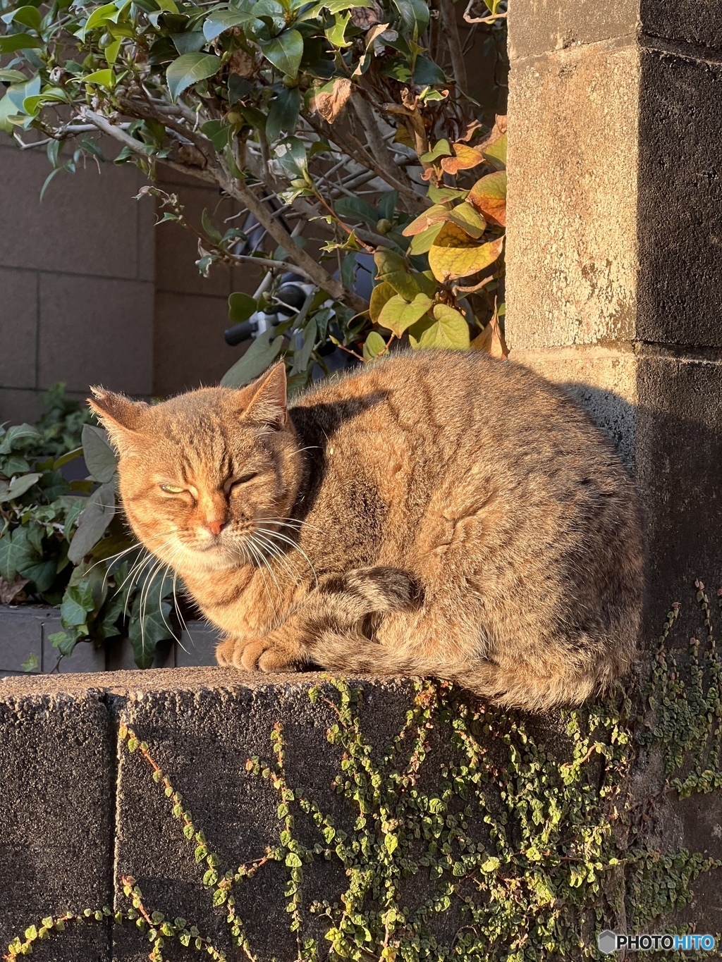 ひだまり