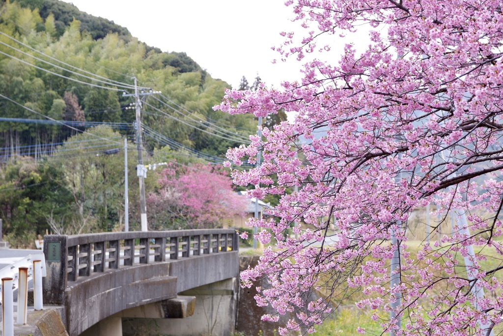 花咲く季節