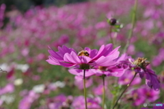 Bee at work 