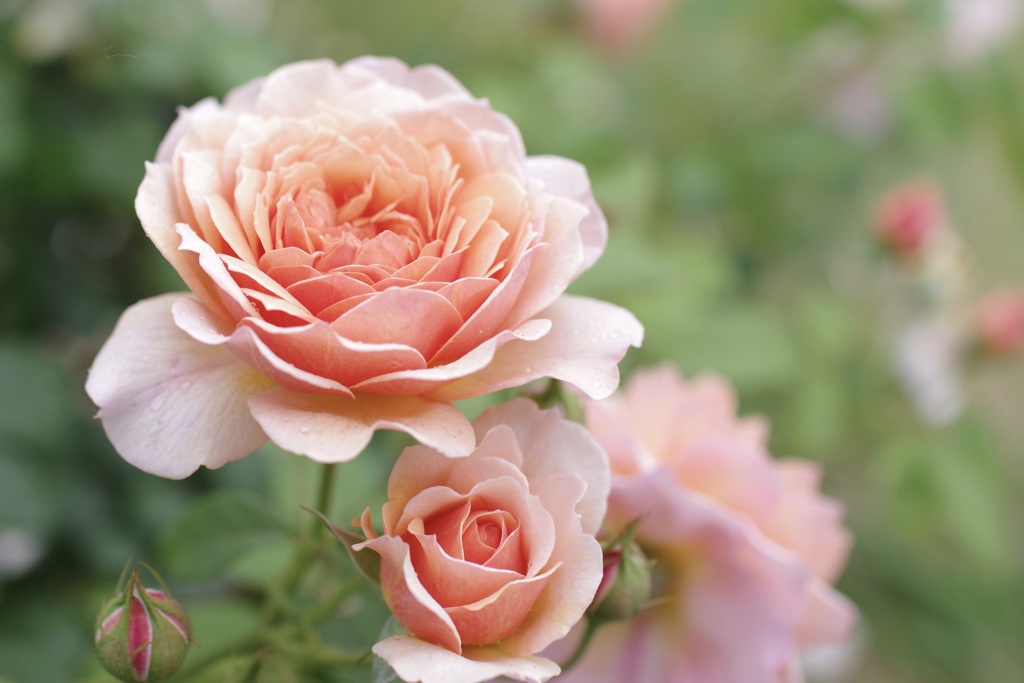 roses 2023 spring
